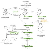 chlorophyll pathway.png