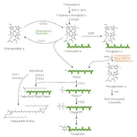 chlorophyll pathway250.png