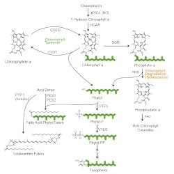 chlorophyll pathway250.png