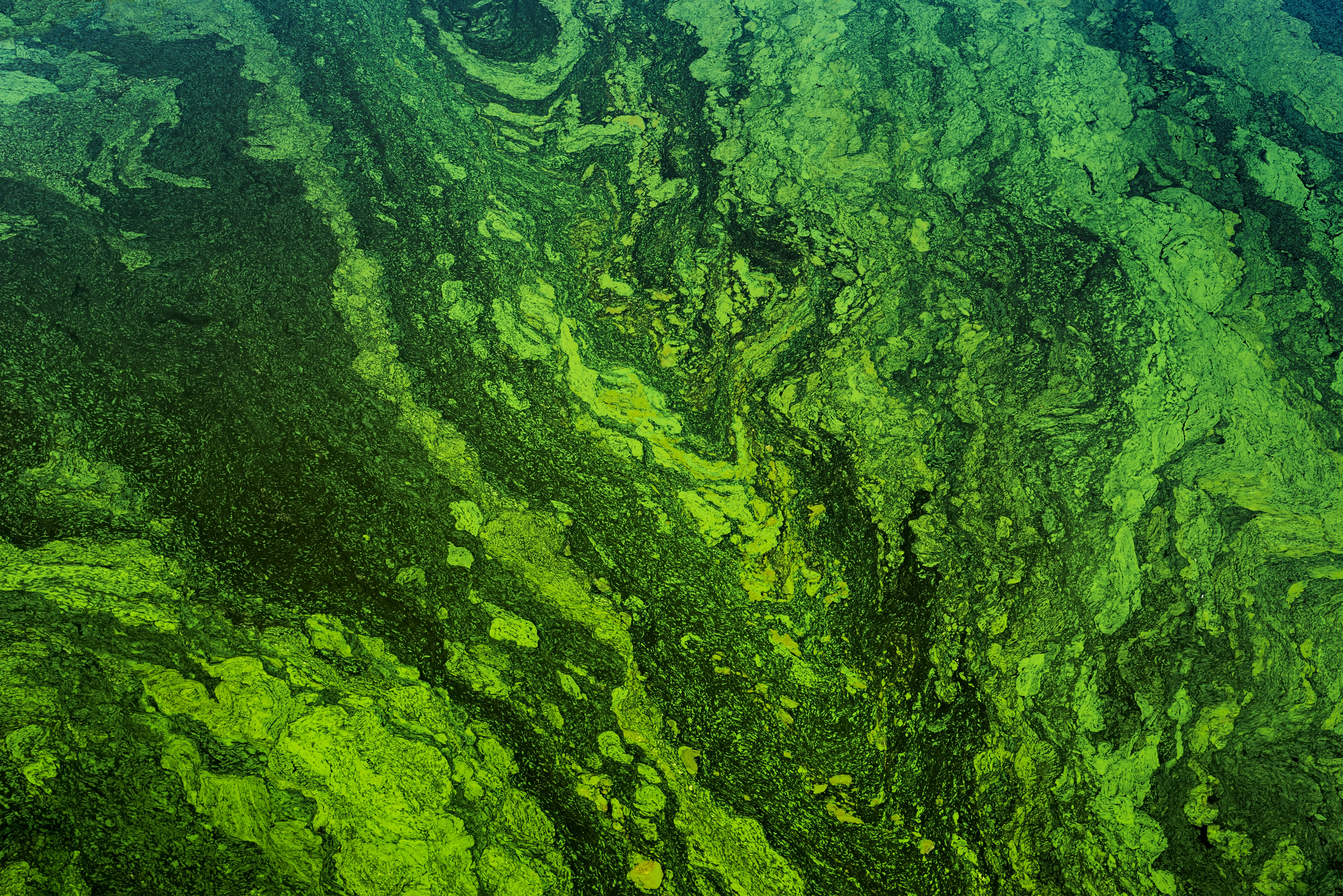 cyanobacteria