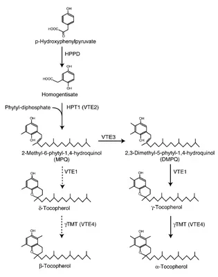 figure2_tocopath_DE